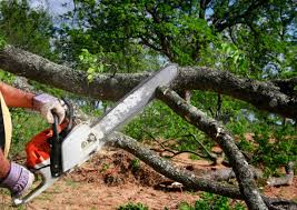 Reliable Mobridge, SD Tree Services Solutions